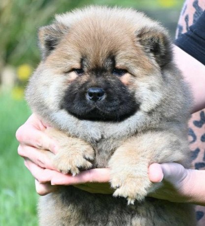chow-chow-cau-cau-cau-cau-big-0