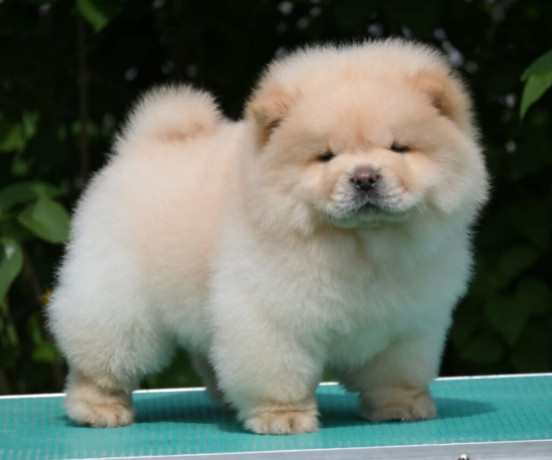 chow-chow-cau-cau-cau-cau-big-1