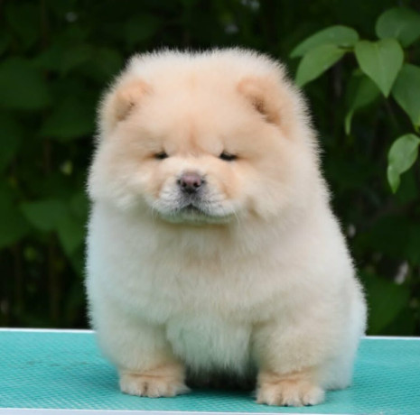 chow-chow-cau-cau-cau-cau-big-2