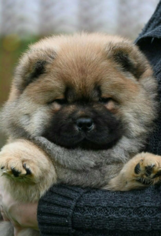 chow-chow-cau-cau-cau-cau-big-3