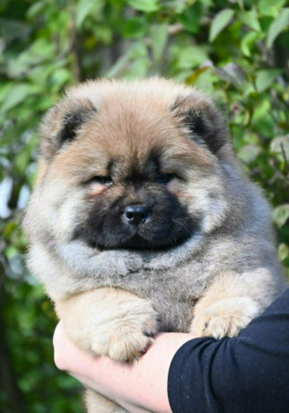 chow-chow-cau-cau-cau-cau-big-4