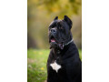 cane-corso-muzjak-na-prodaju-small-0
