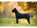 cane-corso-muzjak-na-prodaju-small-2