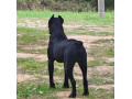 cane-corso-muzjak-na-prodaju-small-3