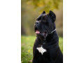 cane-corso-muzjak-na-prodaju-small-4