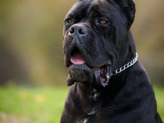 cane-corso-muzjak-na-prodaju
