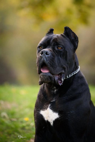 cane-corso-muzjak-na-prodaju-big-0