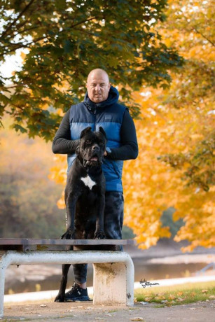 cane-corso-muzjak-na-prodaju-big-1