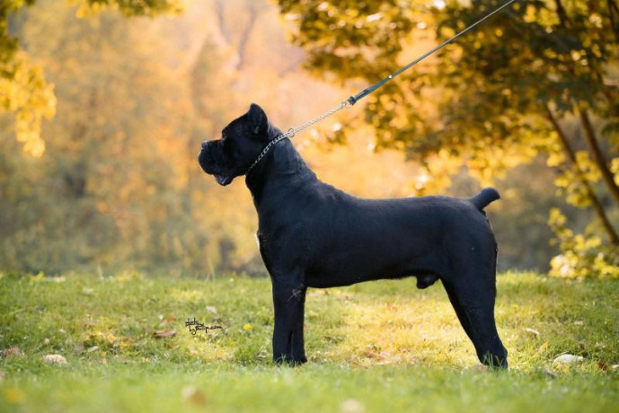 cane-corso-muzjak-na-prodaju-big-2