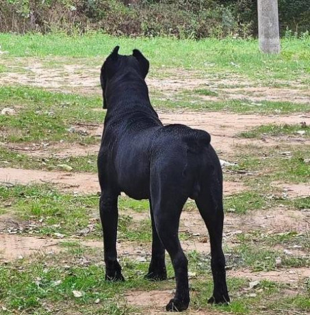 cane-corso-muzjak-na-prodaju-big-3