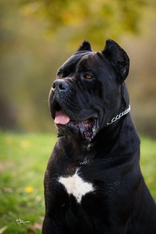 cane-corso-muzjak-na-prodaju-big-4