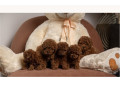 crvene-patuljaste-i-toy-pudle-small-0