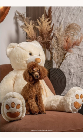 crvene-patuljaste-i-toy-pudle-big-1