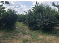 na-prodaju-vrhunski-vocnjak-tresnje-3-ha-kolari-kod-smedereva-small-1