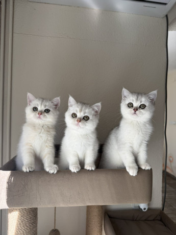 britanski-kratkodlaki-macici-na-prodaju-big-1