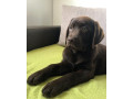 labrador-retriver-cokoladni-stenci-small-0