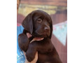 labrador-retriver-cokoladni-stenci-small-1