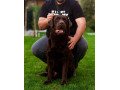 labrador-retriver-cokoladni-stenci-small-3