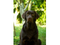 labrador-retriver-cokoladni-stenci-small-4