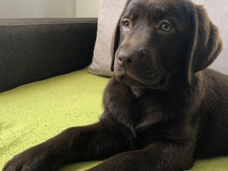 labrador-retriver-cokoladni-stenci
