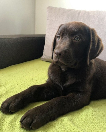 labrador-retriver-cokoladni-stenci-big-0
