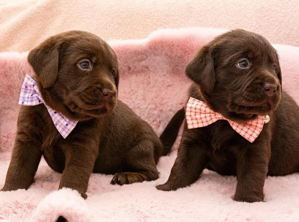 labrador-retriver-cokoladni-stenci-big-2