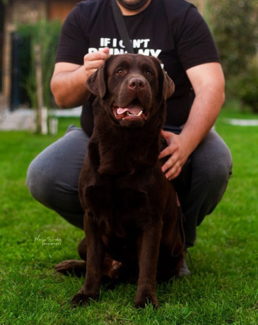 labrador-retriver-cokoladni-stenci-big-3