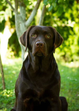labrador-retriver-cokoladni-stenci-big-4