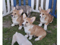 korgi-welsh-pembroke-small-1