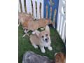 korgi-welsh-pembroke-small-2