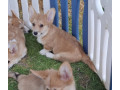 korgi-welsh-pembroke-small-3