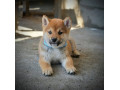 shiba-inu-prelepi-stenci-small-0