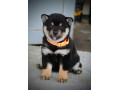 shiba-inu-prelepi-stenci-small-2