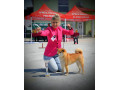 shiba-inu-prelepi-stenci-small-3