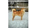 shiba-inu-prelepi-stenci-small-4