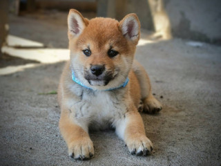 shiba-inu-prelepi-stenci