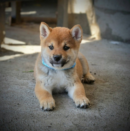 shiba-inu-prelepi-stenci-big-0
