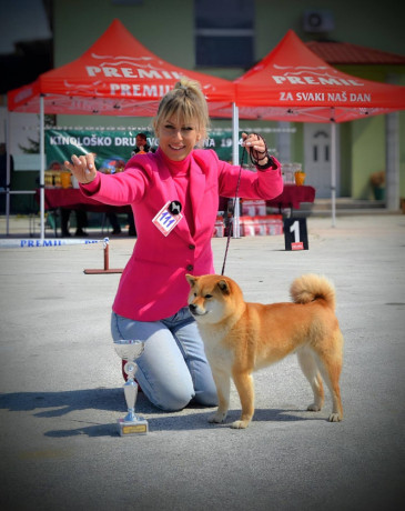 shiba-inu-prelepi-stenci-big-3