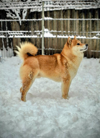 shiba-inu-prelepi-stenci-big-4