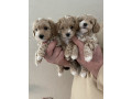 mini-maltipoo-small-0