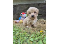 mini-maltipoo-small-1