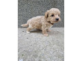 mini-maltipoo-small-2