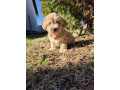 mini-maltipoo-small-3