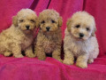 mini-maltipoo-small-4