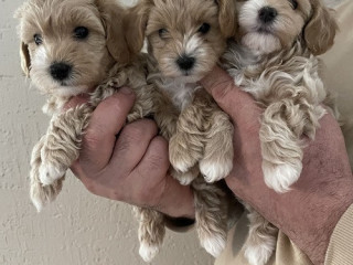mini-maltipoo