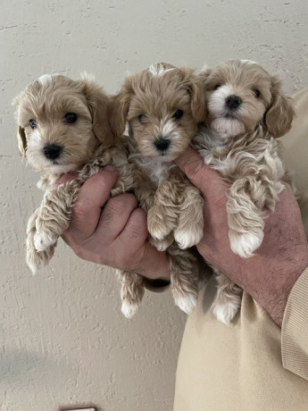mini-maltipoo-big-0