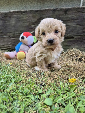 mini-maltipoo-big-1