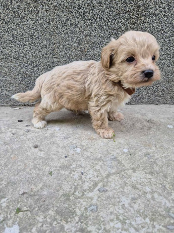 mini-maltipoo-big-2