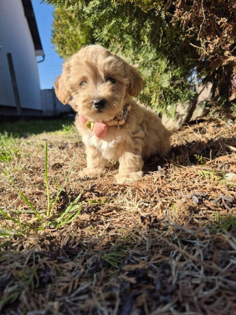 mini-maltipoo-big-3