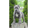 cane-corso-stenci-vrhunskog-kvaliteta-small-1